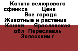 Котята велюрового сфинкса. .. › Цена ­ 15 000 - Все города Животные и растения » Кошки   . Ярославская обл.,Переславль-Залесский г.